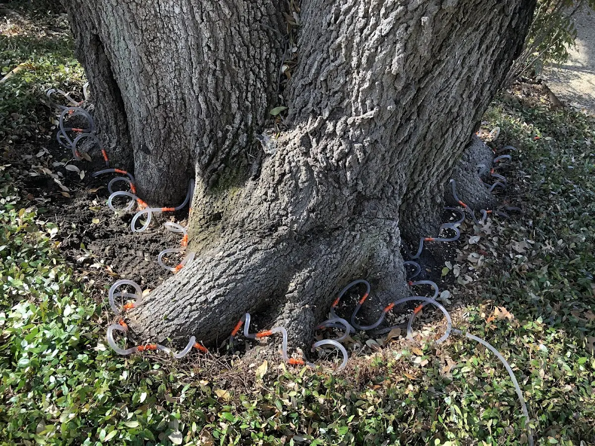 Detailed Tree Cabling and Bracing job site in Gould