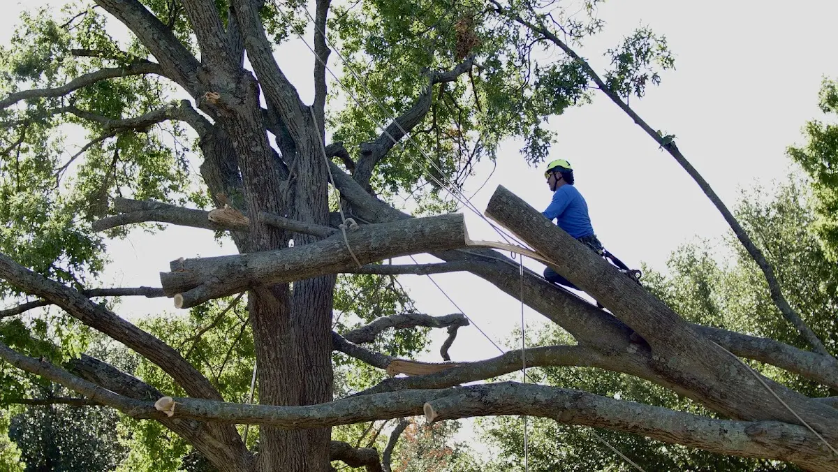 Professional Crown Thinning performed by certified arborists in Gould